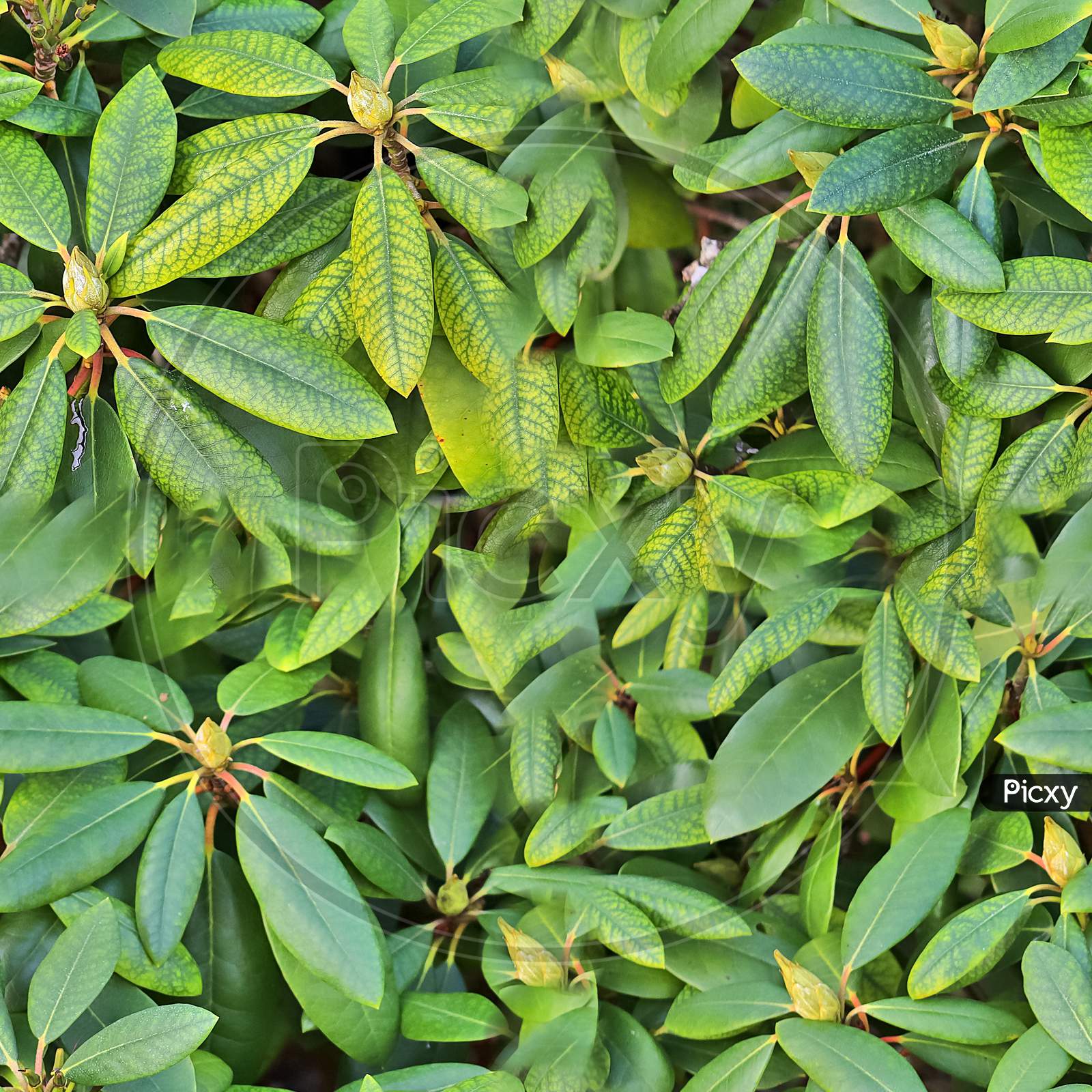 Photo Realistic Seamless Texture Pattern Of Organic Plant Leaves.