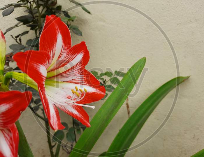 Beautiful Red And White Color Amaryllis Or Hercules Bulbs Flower In A Plant With Leaves.