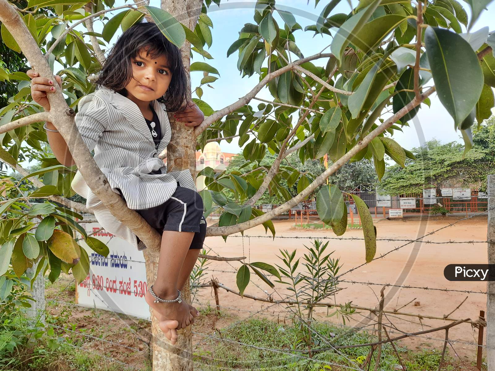 Closeup Of Young Indian Girl Kid Sitting Above The Branch Of A Tree.