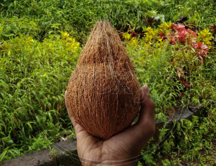 Peeled coconut picking in hand, India