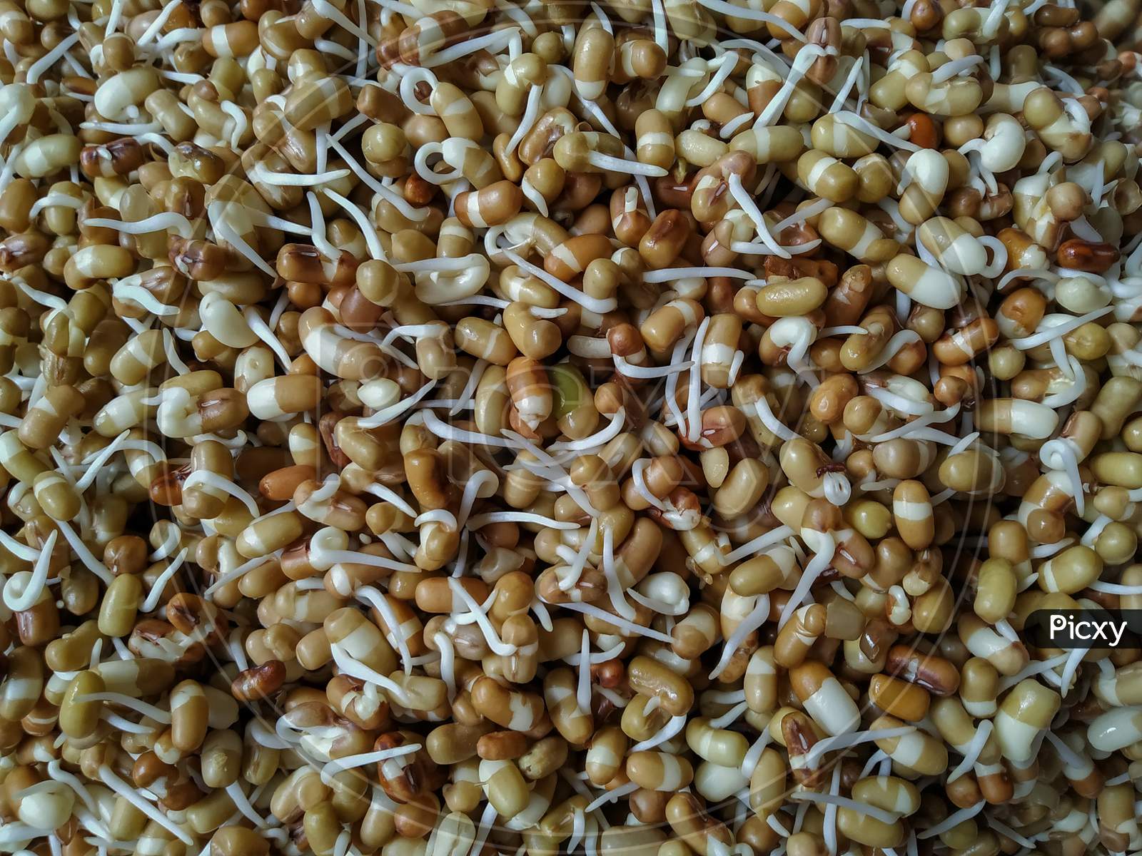 Close up of sprouted moth beans, matki