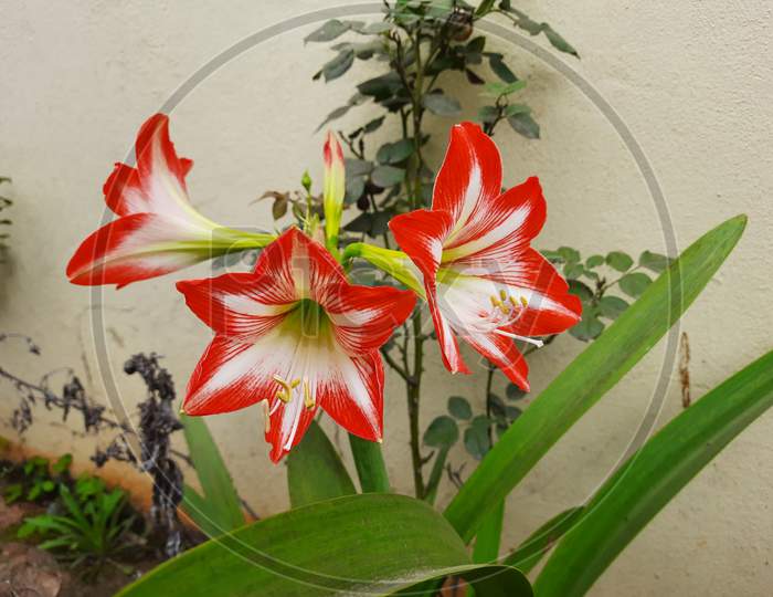 Beautiful Red And White Color Amaryllis Or Hercules Bulbs Flower In A Plant With Leaves.