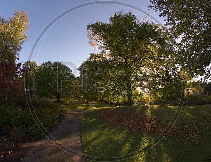 Sun Shines Through A Deciduous Tree In Sheffield Botanical Gardens