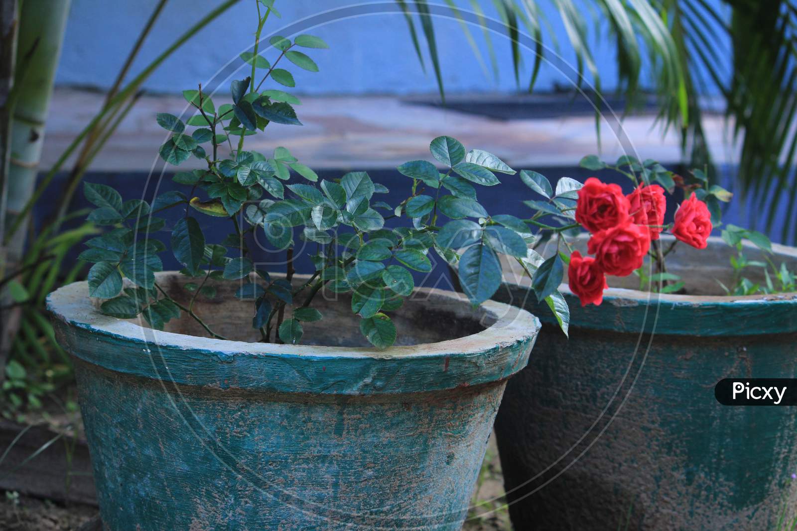 Pink Roses In The Flowerpots In The Garden. Roses For Valentines Day