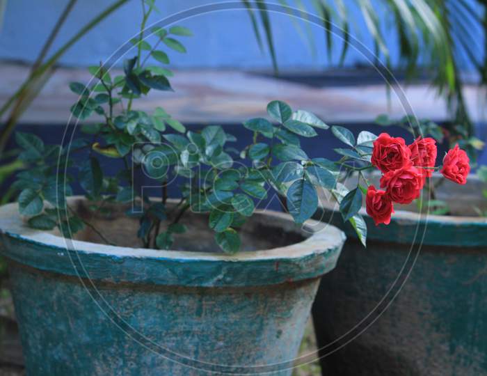 Pink Roses In The Flowerpots In The Garden. Roses For Valentines Day