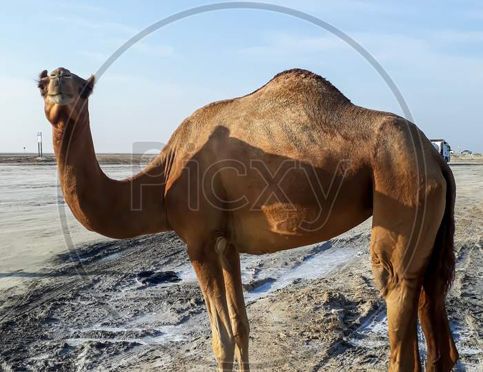 camel in the desert beautiful background view.