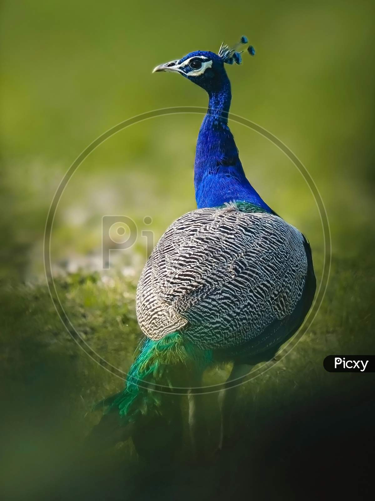 Bird name- indian peafowl (Peacock).