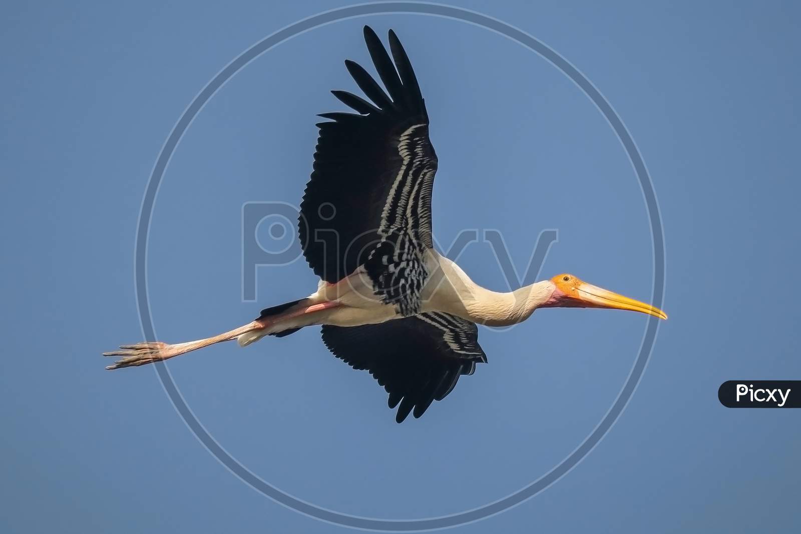 Bird Name - Painted Stork.