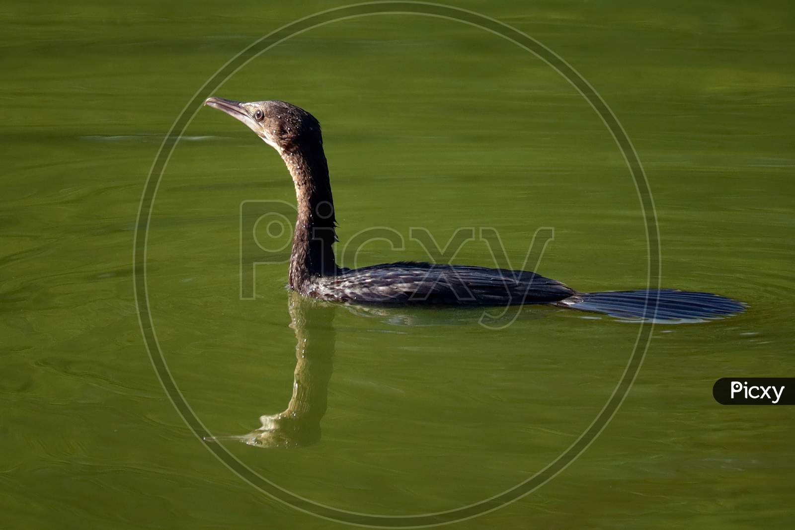 Neotropic cormorant (Nannopterum brasilianus), great cormorant in water.