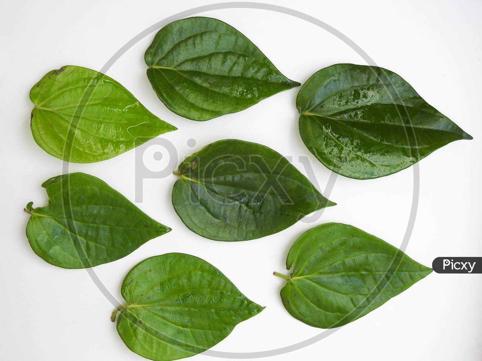 Indian Traditional Chewing For Digestion Of Betel Leaves And Betelnut Isolated On White Background