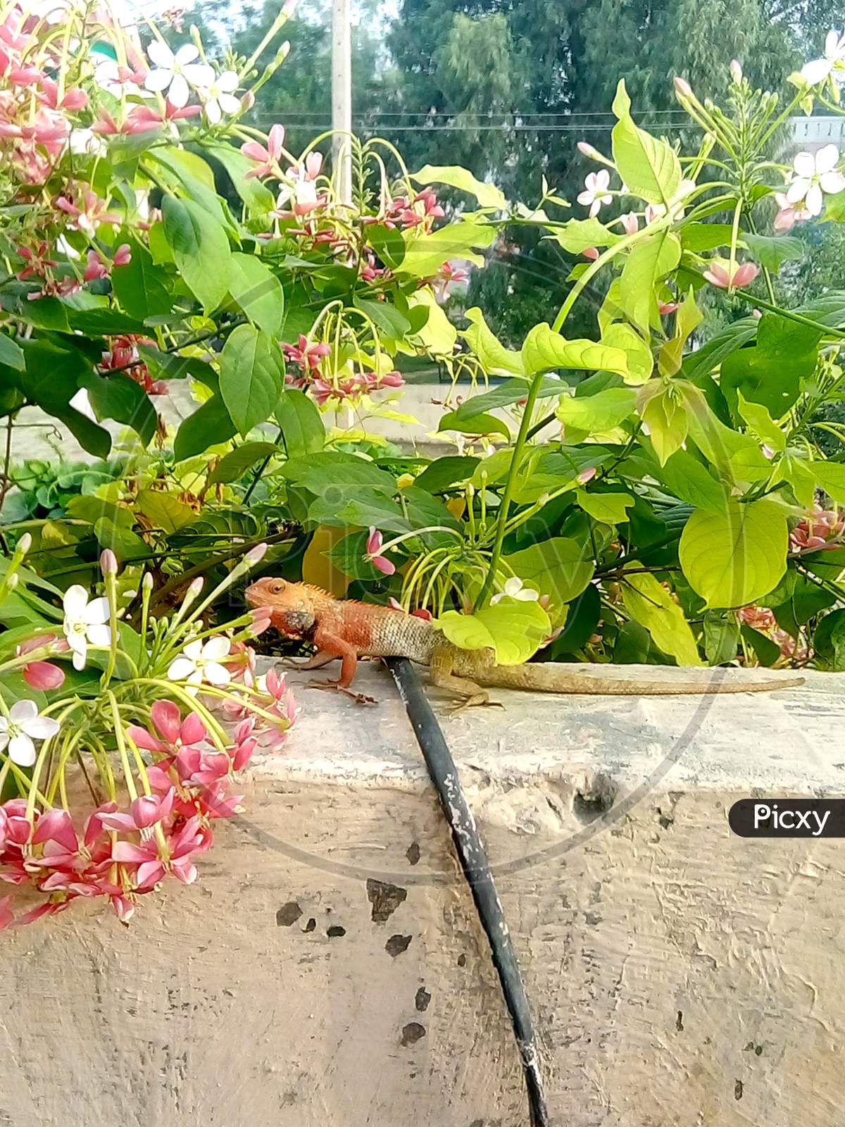 image-of-the-chameleon-that-is-exposed-to-the-sun-on-the-wall-among-the