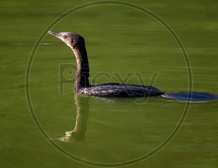 Neotropic cormorant (Nannopterum brasilianus), great cormorant in water.