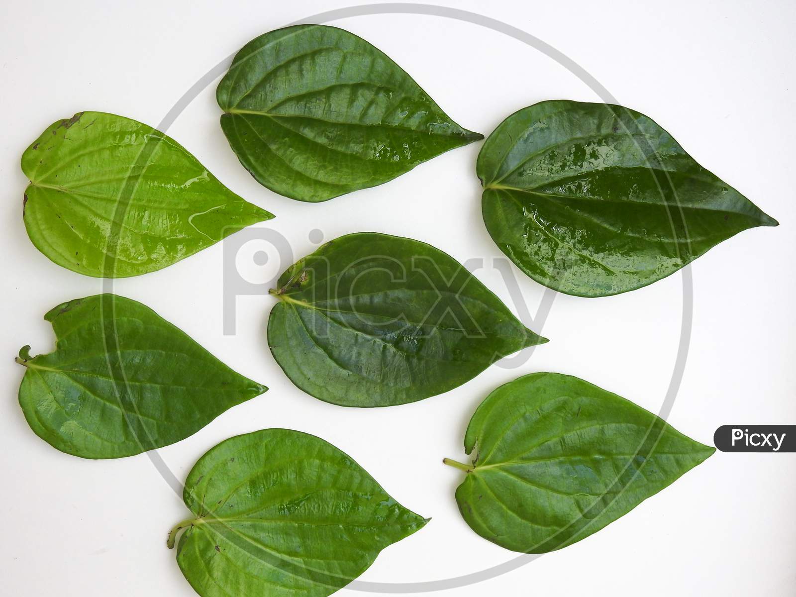 Indian Traditional Chewing For Digestion Of Betel Leaves And Betelnut Isolated On White Background