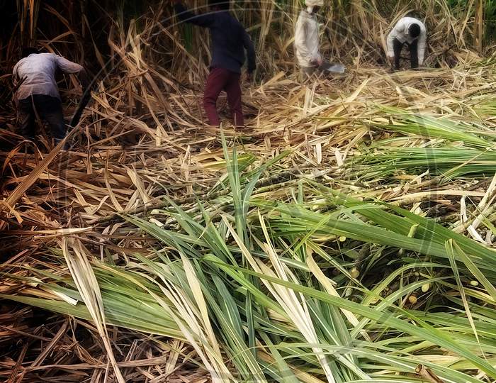 Selective focus of leaves of sugarcane in field.