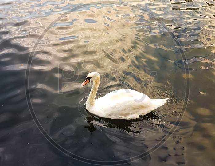 A Beautiful White Duck Swimming In Lake
