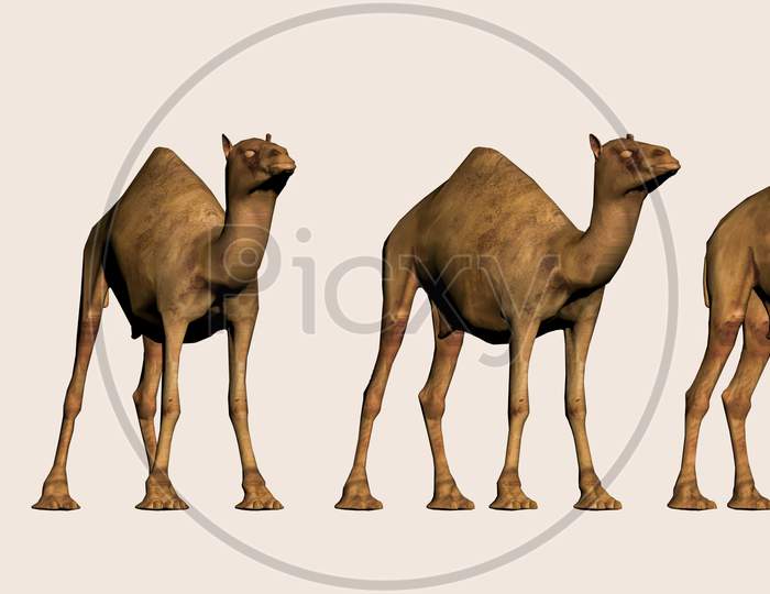 3D Render Of Camel From Different Angles To Use In Vfx And Post Movie Production Projects, Matte Painting Of Ship Of Desert Camel