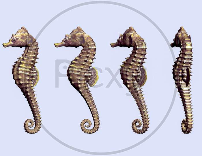 3D Digital Render Of Seahorse | 3D Animal | Sea Animal Matte Painting For Vfx Projects And Post Move Produciton Projects