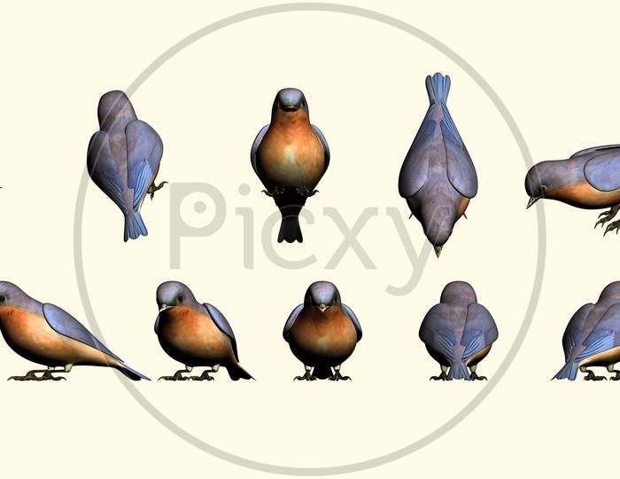 Cute Bird 3D Model From Different Angles, Sparrow 3D Model, Bird Matte Painting For Vfx And Movie Production Projects