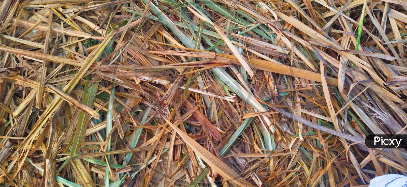 Wet and dry sugarcane leaves background