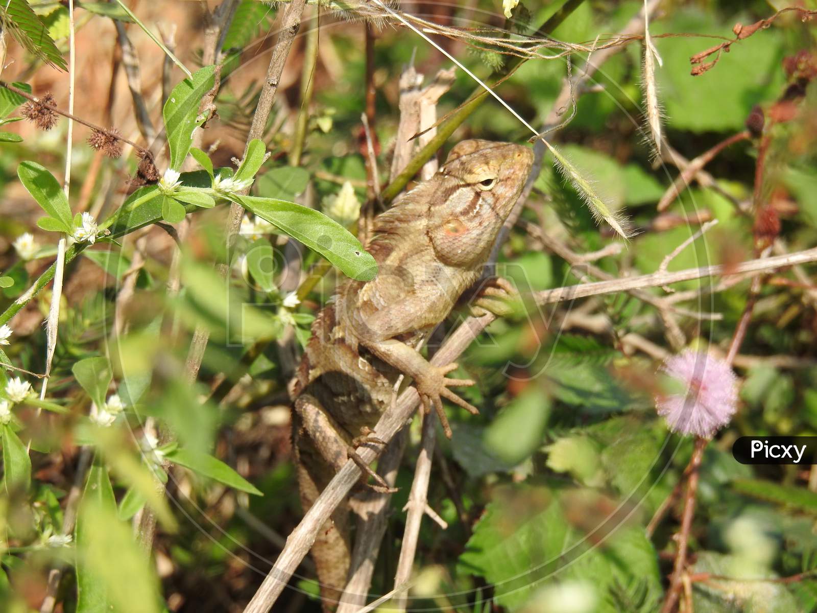 Beautiful Indian Chameleon Or Kachindo Sitting On A Small Plant With Nature Background