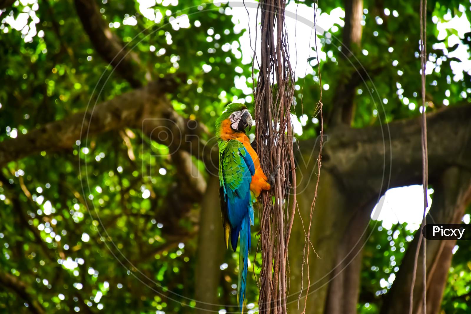 Colorful Macaw Parrot Standing On The Roots Of Banyan Tree Nature Blurry Background
