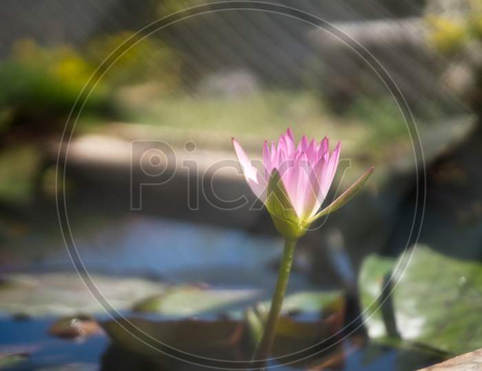 Lotus Flower 1