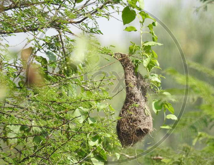 Beautiful Indian Wild Bird Baya Weaver Nest In A Nature Background