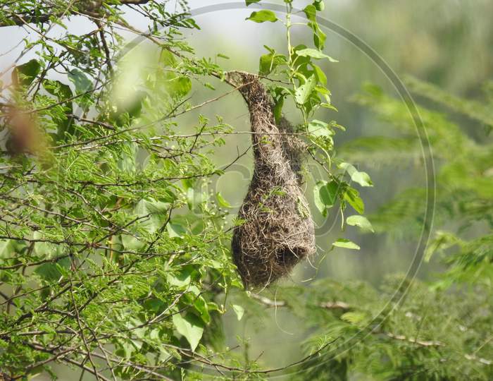 Beautiful Indian Wild Bird Baya Weaver Nest In A Nature Background