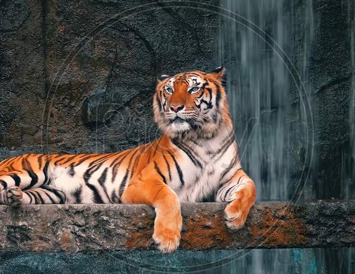 Siberian Tiger Lies on the Rock near the Waterfall at Thailand