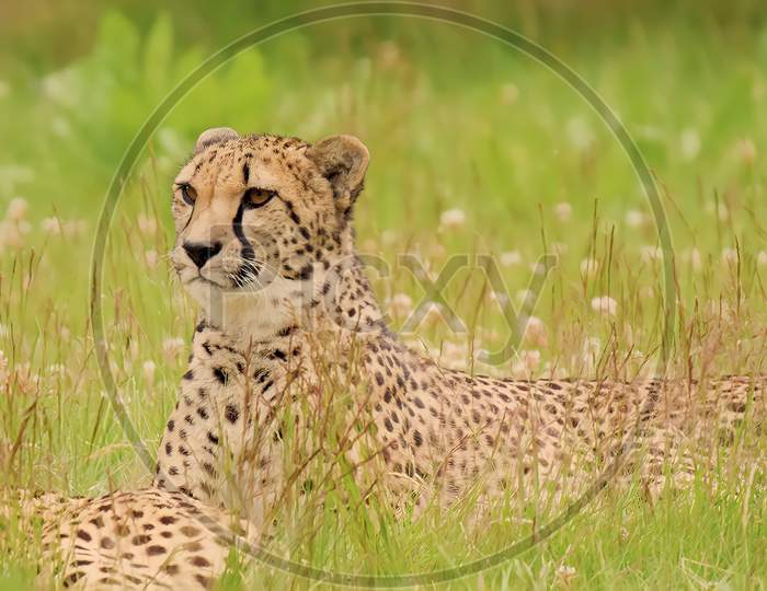 A cheetah lying down on soft green grass of the grasslands.