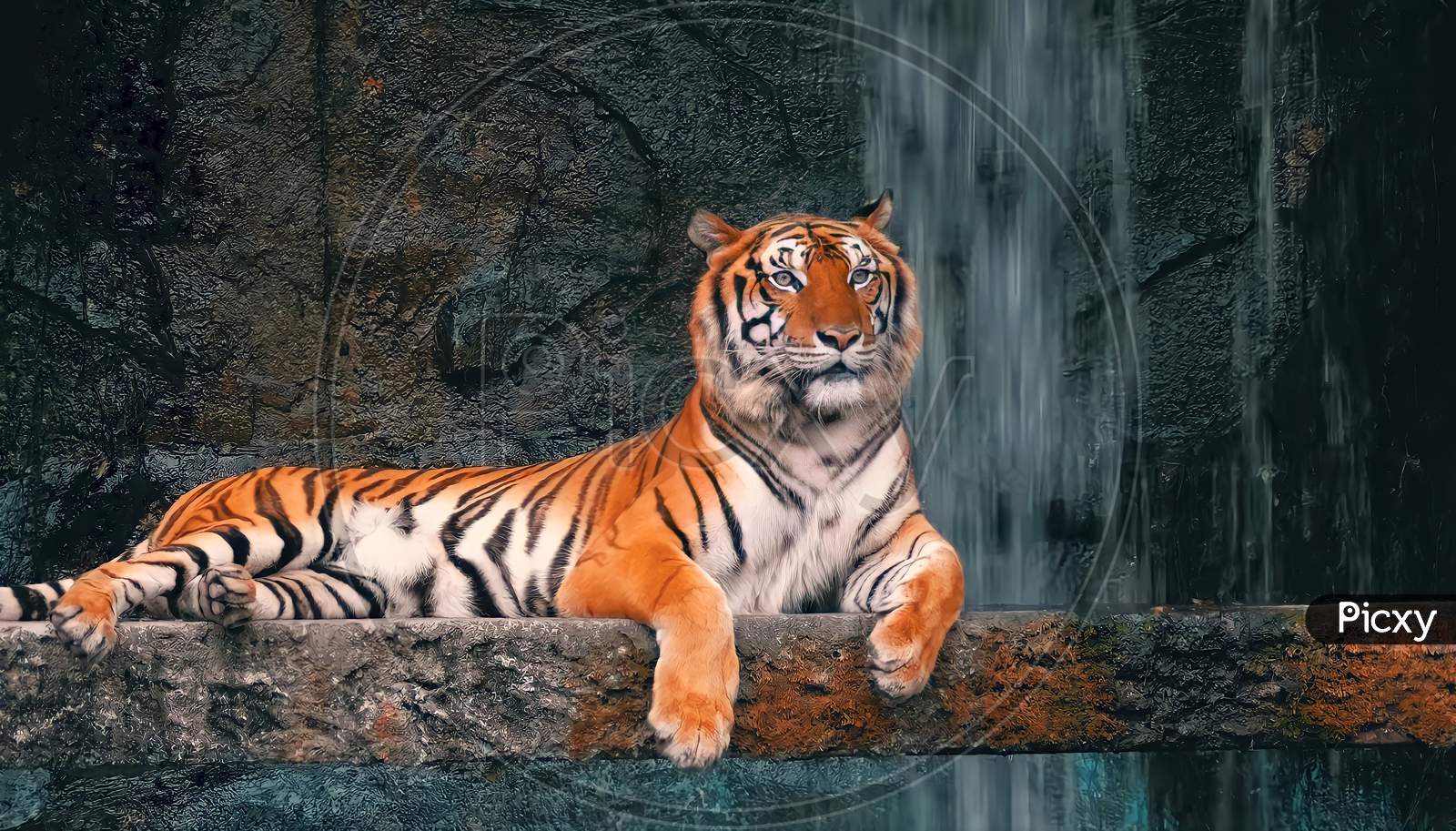 The Tiger Lies on the Rock Near the Waterfall at Thailand