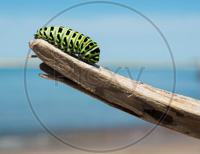 Caterpillar on a wooden branch