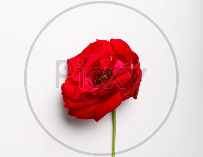 Red Rose On White Background