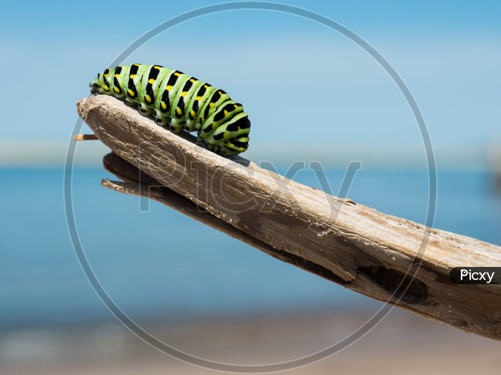 Caterpillar on a wooden branch