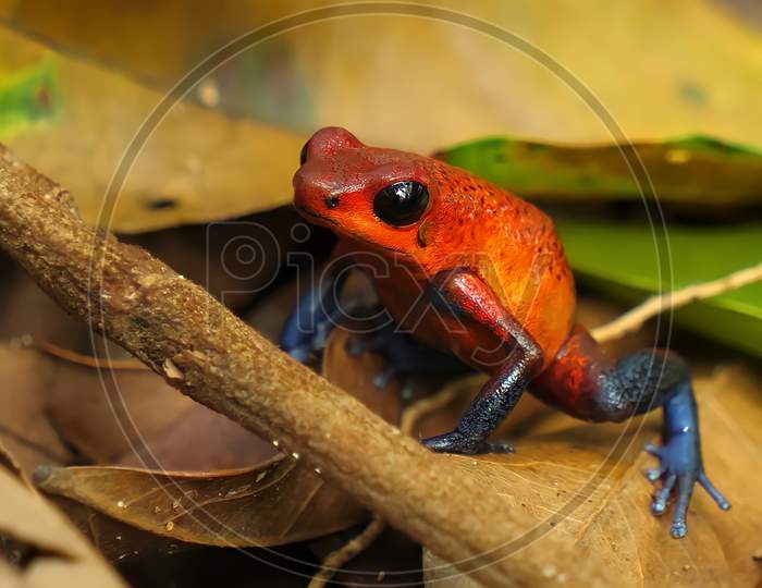 Beautiful Strawberry Poison Dart Frog