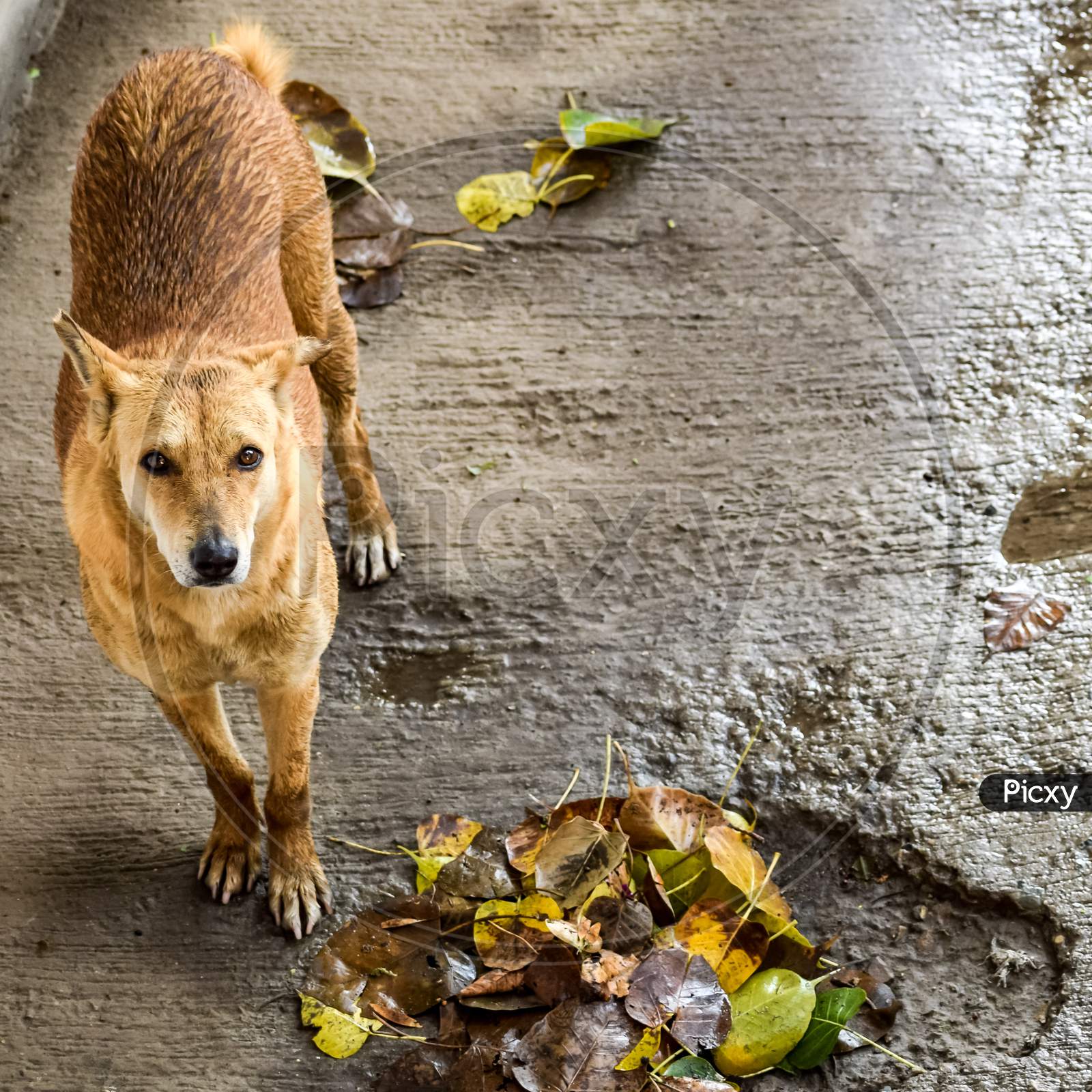 Street Dog Searching For Some Amazing Food, Dog In Old Delhi Area Chandni Chowk In New Delhi, India, Delhi Street Photography