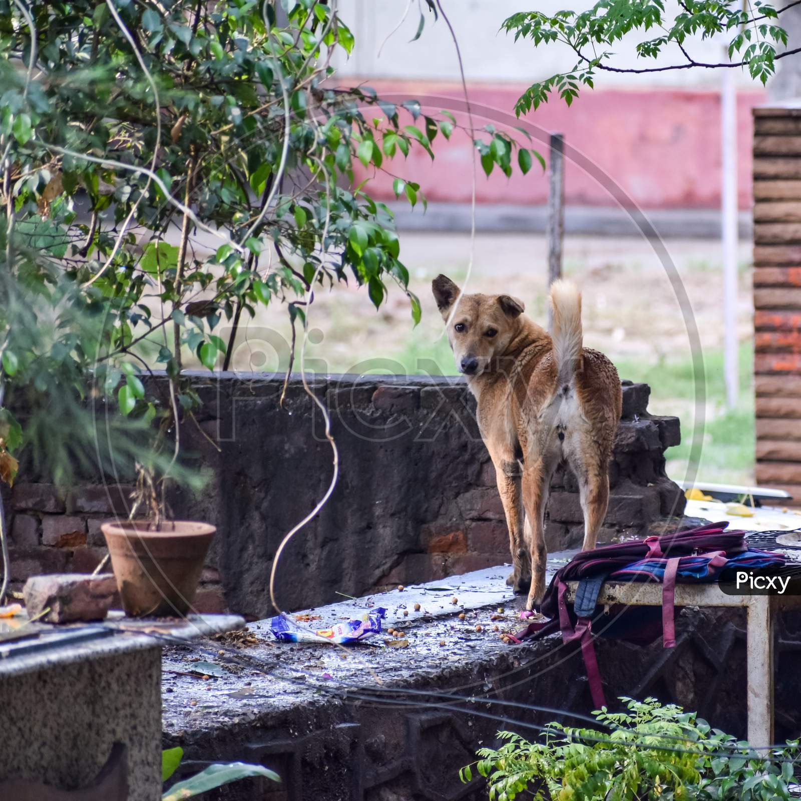 Street Dog Searching For Some Amazing Food, Dog In Old Delhi Area Chandni Chowk In New Delhi, India, Delhi Street Photography