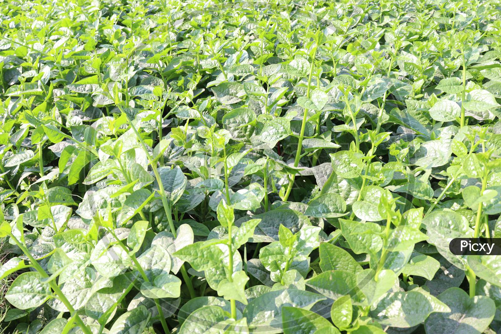 Green Colored Malabar Spinach Farm On Field