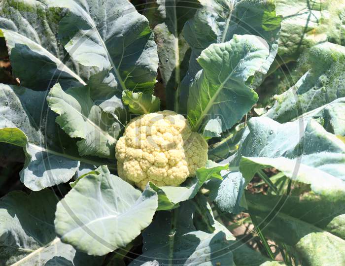 Green Colored Cauliflower Farm On Field