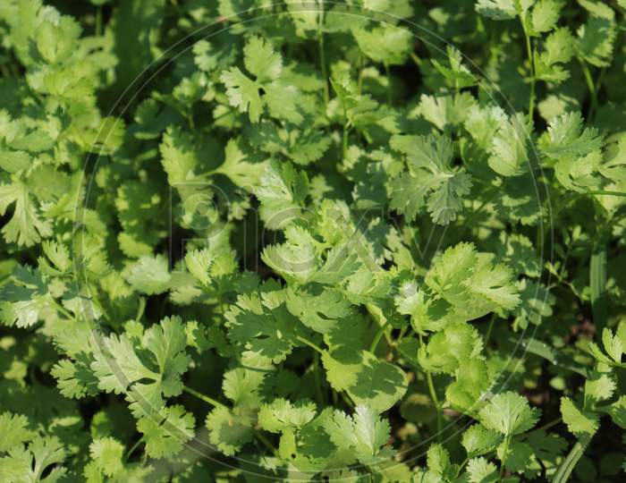 Green Colored Coriander On Firm
