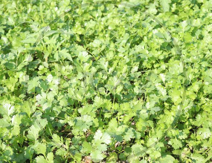 Green Colored Coriander On Firm