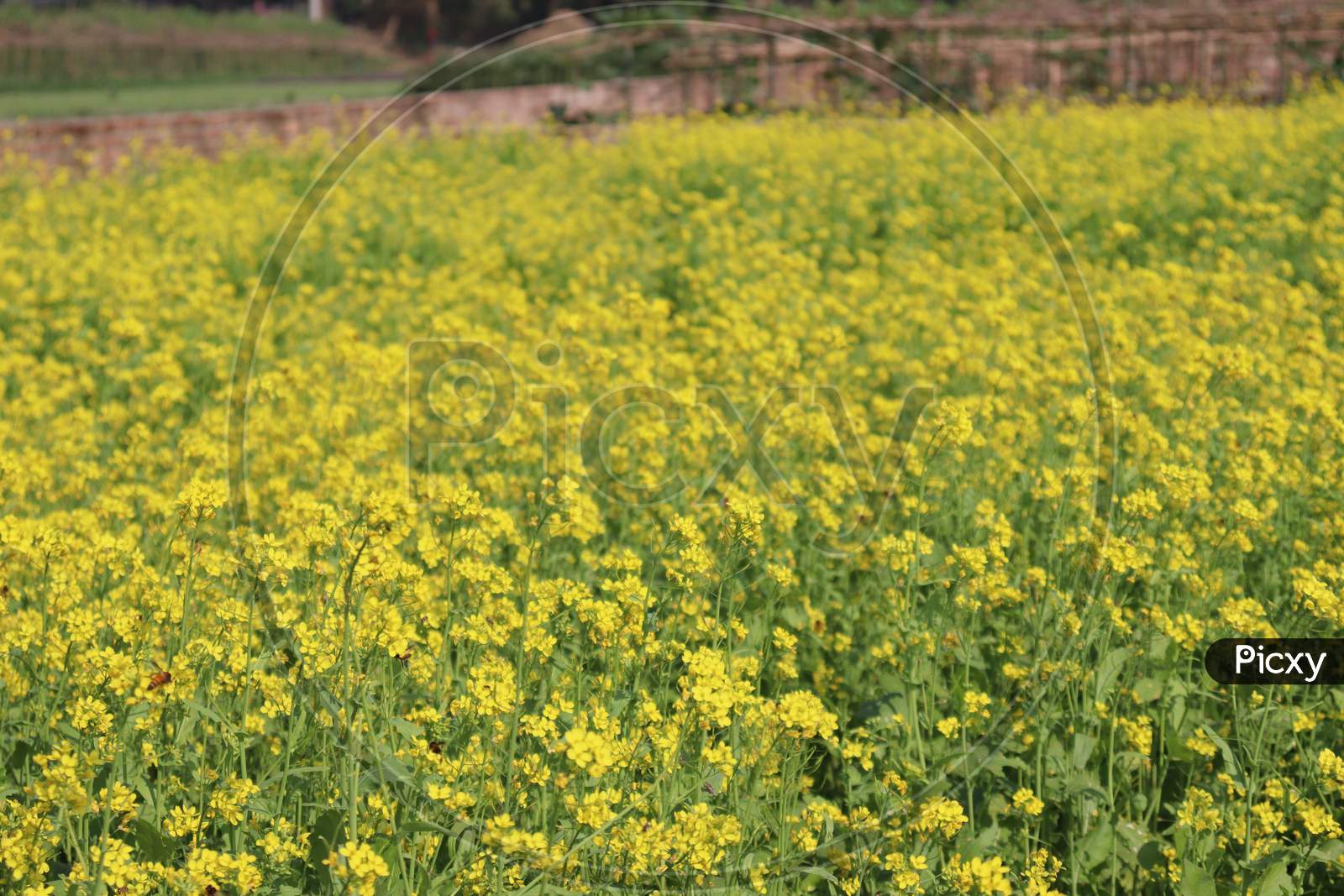 Yellow Colored Mustard Flower Farm