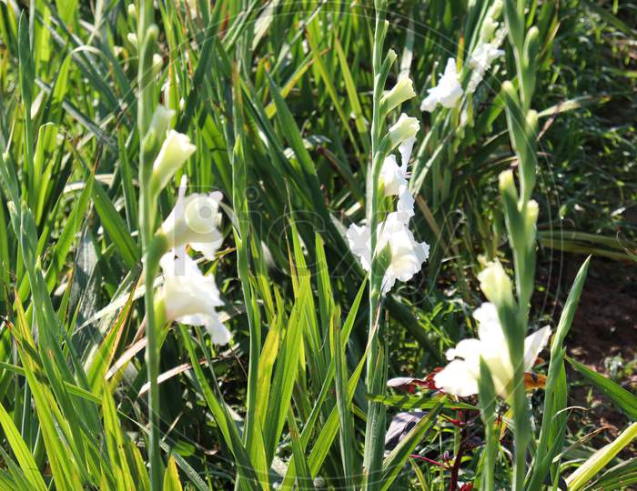 White Colored Gladioluses Flower On Farm