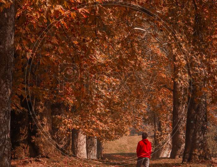 Kashmir woods during the Golden season of autumn