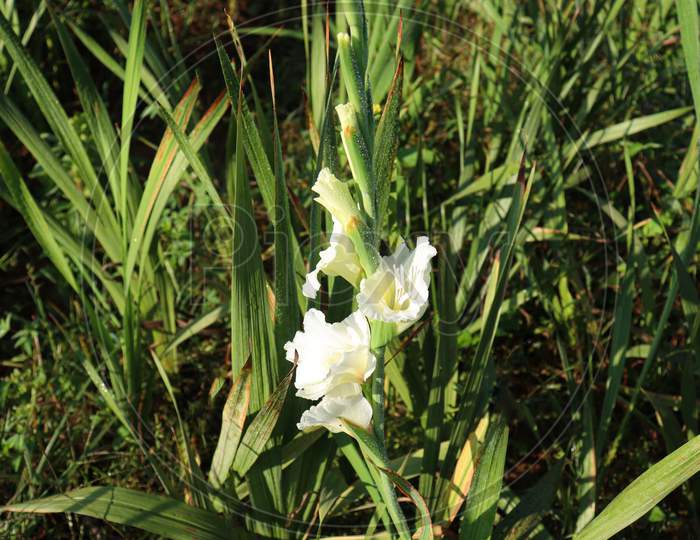 White Colored Gladioluses Flower On Farm