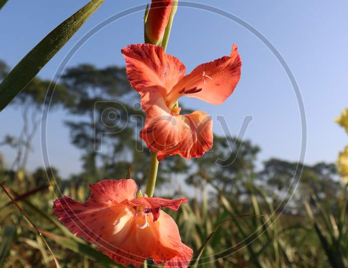 Pink Colored Gladioluses Flower On Farm