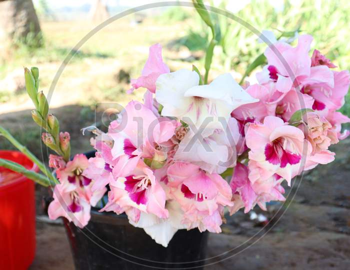 Pink Colored Gladioluses Flower On Farm