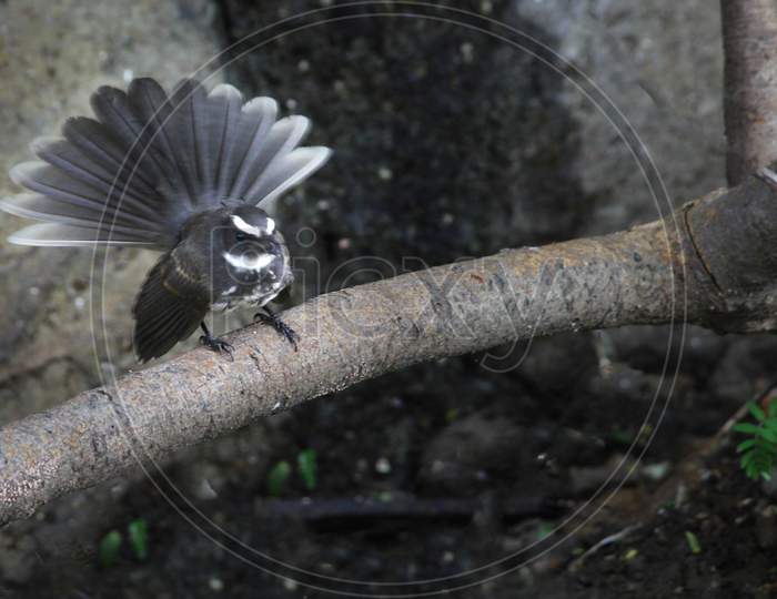 White throated fantail bird sitting on branch.