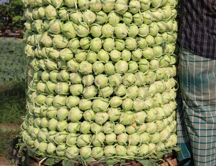 Green Colored Turnip Farm On Field
