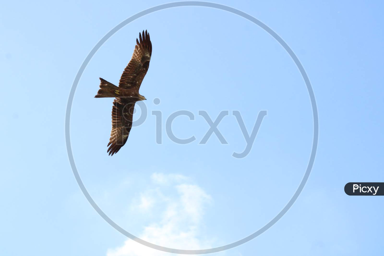 Eagle bir flying high in sky. Good background for teams message. Seasonal greetings.